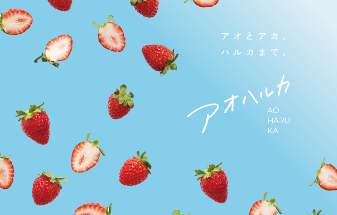 農研機構と共同育成した ブランドいちご 「アオハルカ」