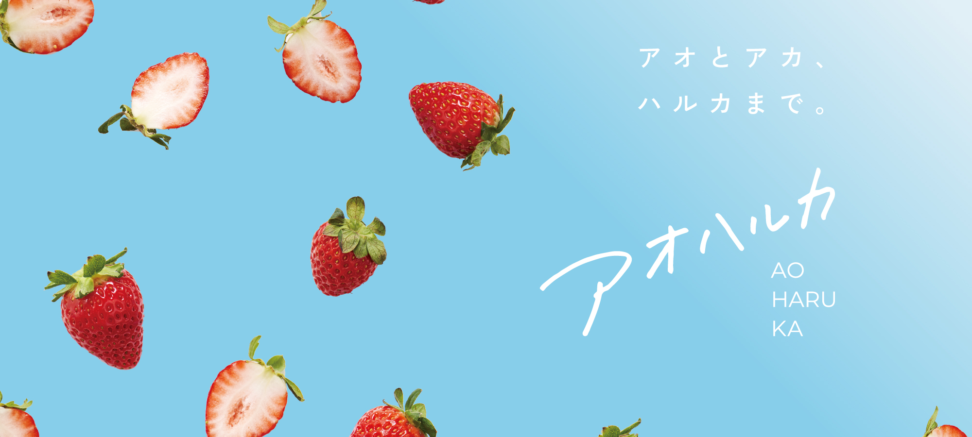 農研機構と共同育成した ブランドいちご 「アオハルカ」